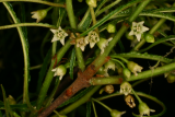 Rhamnus frangula 'Aspleniifolia' RCP5-06 316.jpg